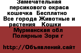 Замечательная персикового окраса кошечка. Бесплатно - Все города Животные и растения » Кошки   . Мурманская обл.,Полярные Зори г.